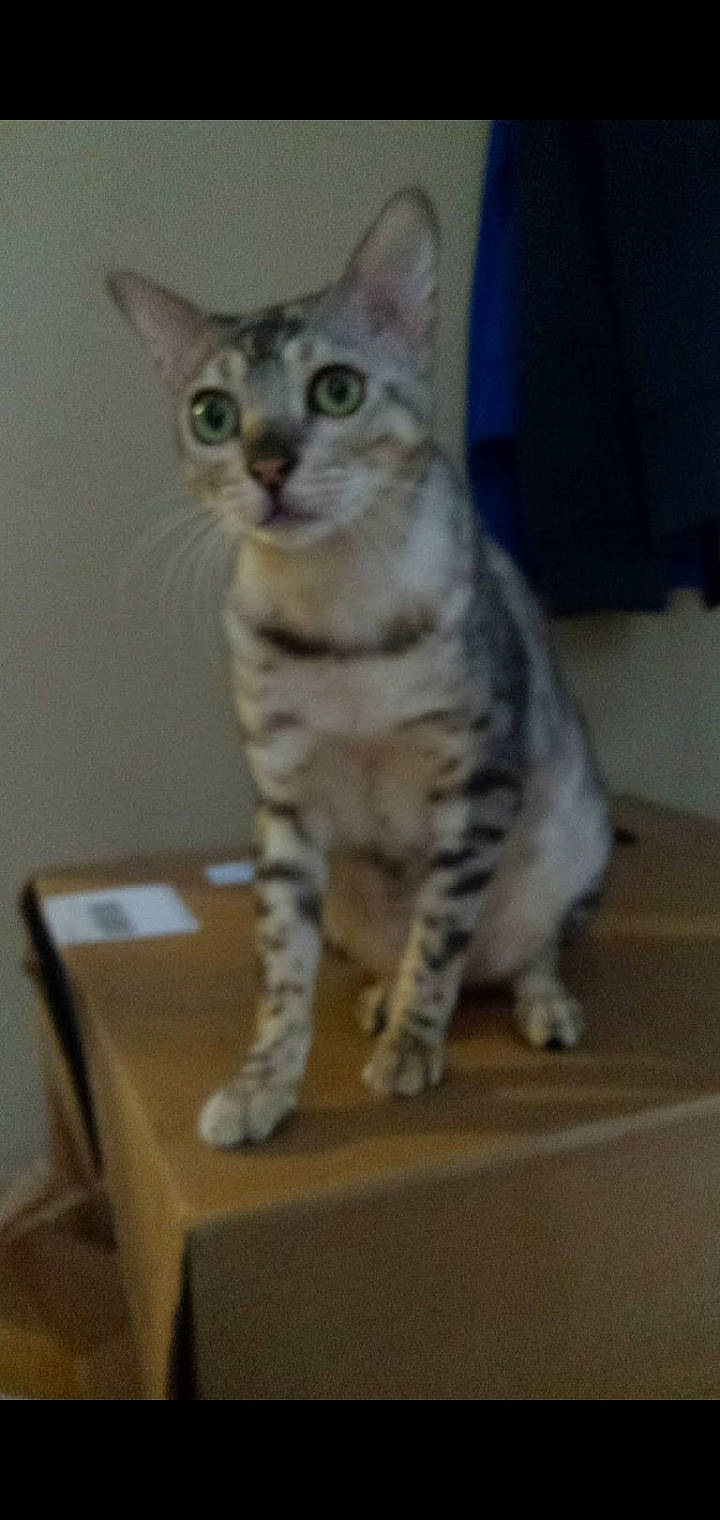 Sammy is registered to the contest to win money with this photo: american_shorthair, arabian_mau, asian, australian_mist, carnivore, cat, domestic_short_haired_cat, egyptian_mau, european_shorthair, felidae, kitten, mammal, ocicat, oriental_shorthair, savannah, small_to_medium_sized_cats, sokoke, tabby_cat, vertebrate, whiskers