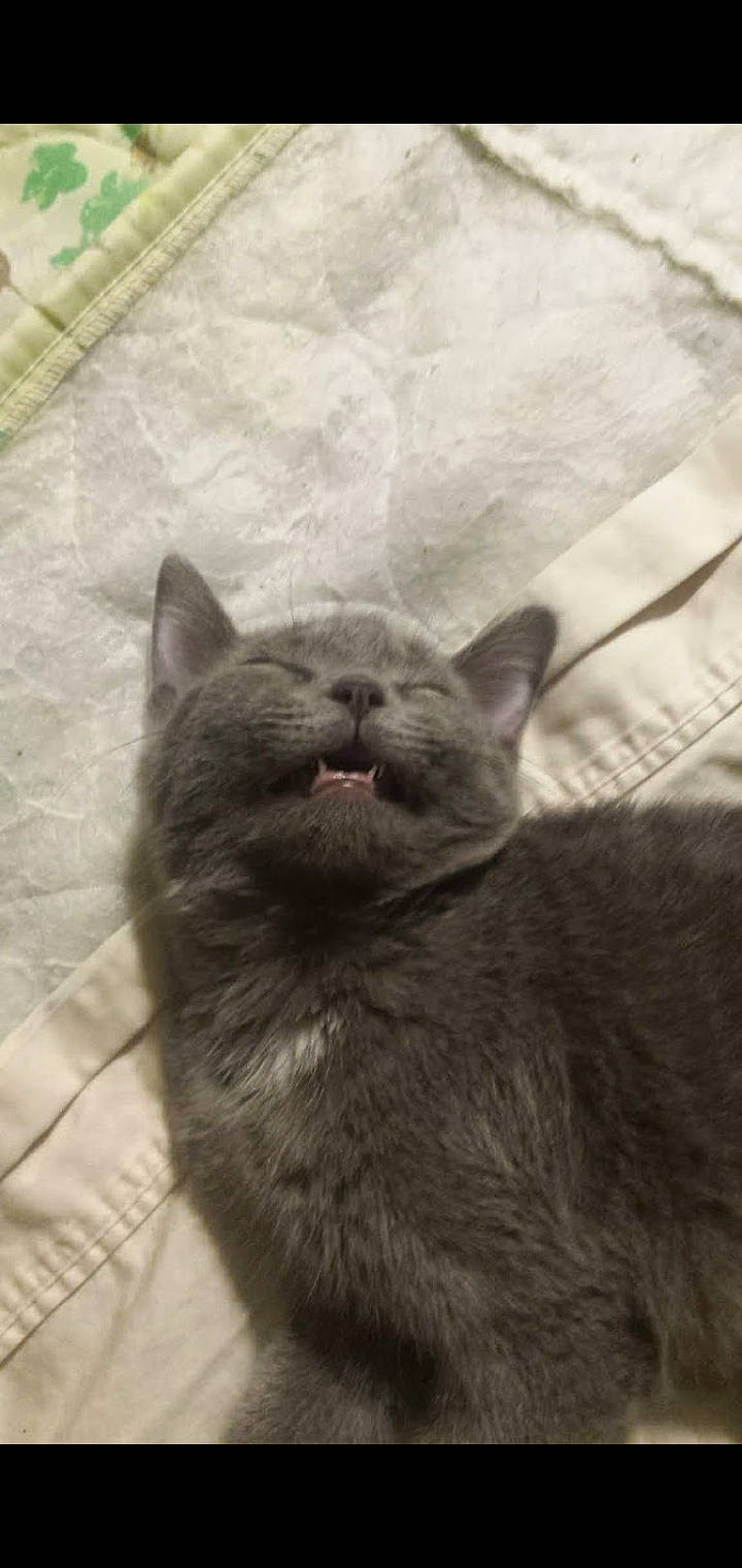 Church is registered to the contest to win money with this photo: black_cat, british_shorthair, burmese, carnivore, cat, chartreux, domestic_short_haired_cat, felidae, kitten, korat, mammal, nebelung, russian_blue, small_to_medium_sized_cats, snout, vertebrate, whiskers