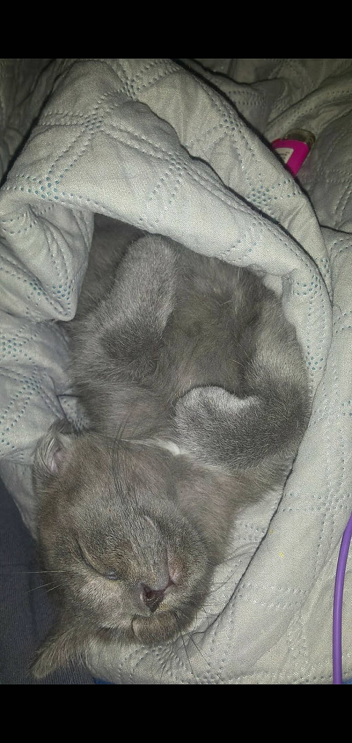 Church joined the competition — help win amazing prizes! canidae, fawn, fur, shar_pei, sporting_group, weimaraner, wrinkle