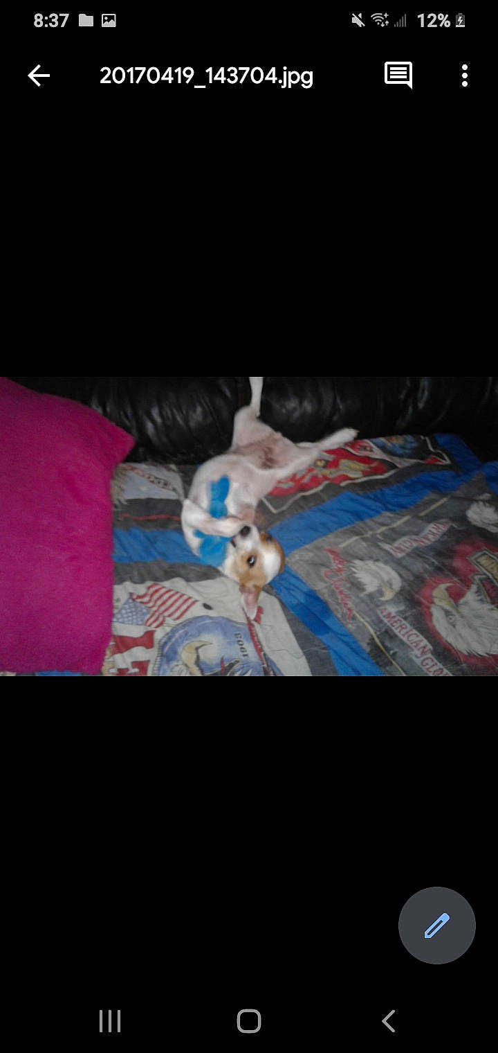 Feisty joined the competition — help win amazing prizes! canidae, fictional_character, leg, non_sporting_group