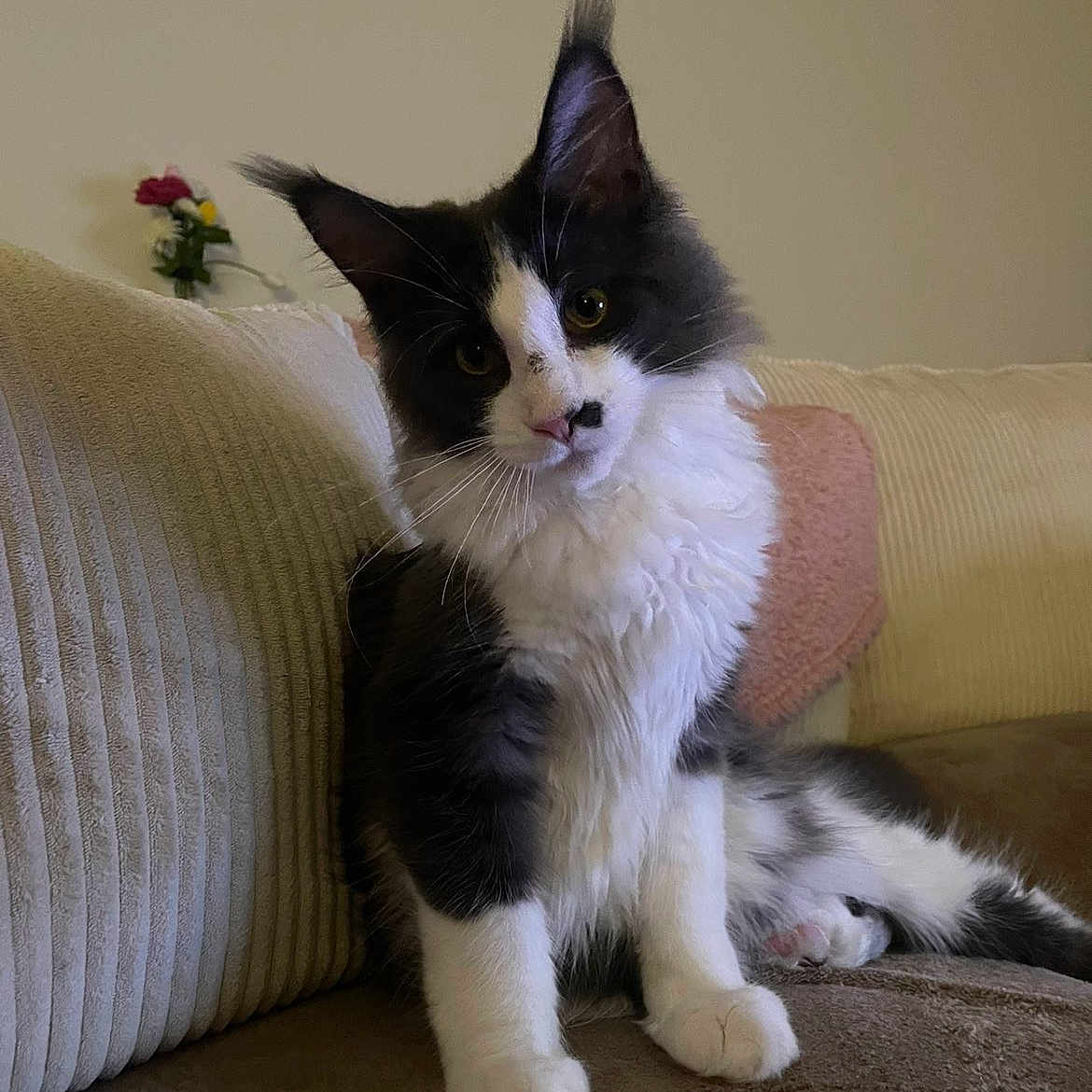 Beuby participe au concours pour gagner de l'argent avec cette photo : cat, black_and_white, fluffy, sitting, couch, indoor, pet, curious, feline, head_tilt, cozy, soft_furniture, flower, vase, living_room, animal, whiskers, ears, paw, relaxed
