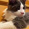 Beuby participe au concours pour gagner de l'argent avec cette photo : cat, gray, white, fluffy, pet, animal, bench, wood, fur, whiskers, ears, pink_nose, relaxed, indoor, closeup, portrait, cute, feline, resting, side_view