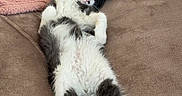Beuby participe au concours pour gagner de l'argent avec cette photo : cat, fluffy, black_and_white, lying_down, couch, blanket, cozy, relaxed, indoor, pet, feline, fur, pink, brown, home, resting, cute, animal, stretching, soft