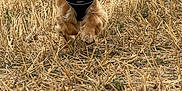 Dexter is registered to the contest to win money with this photo: dog, puppy, golden_retriever, running, field, dry_grass, outdoor, animal, happy, ears_flapping, tongue_out, motion, nature, pet, energetic, canine, playful, fur, daylight, grass
