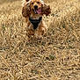 dog, puppy, golden_retriever, running, field, dry_grass, outdoor, animal, happy, ears_flapping, tongue_out, motion, nature, pet, energetic, canine, playful, fur, daylight, grass