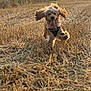 dog, puppy, running, field, wheat, hay, ears_flapping, tongue_out, sunlight, outdoor, nature, happy, playful, grass, animal, mammal, pet, fur, golden_retriever, daylight