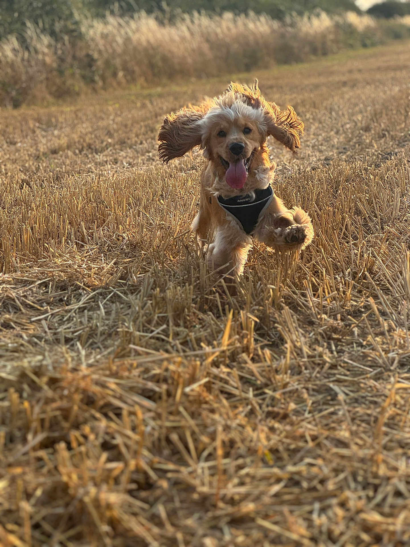 Dexter joined the competition — help win amazing prizes! dog, puppy, running, field, wheat, hay, ears_flapping, tongue_out, sunlight, outdoor, nature, happy, playful, grass, animal, mammal, pet, fur, golden_retriever, daylight