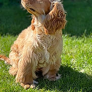 Dexter is registered to the contest to win money with this photo: dog, golden_retriever, cocker_spaniel, pet, canine, grass, outdoor, sunlight, fur, portrait, sitting, animal, nature, cute, looking_up, daylight, mammal, domestic_animal, fluffy, beautiful