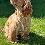 dog, golden_retriever, cocker_spaniel, pet, canine, grass, outdoor, sunlight, fur, portrait, sitting, animal, nature, cute, looking_up, daylight, mammal, domestic_animal, fluffy, beautiful