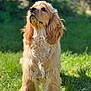 Dexter is registered to the contest to win money with this photo: dog, cocker_spaniel, golden, fur, outdoor, grass, pet, animal, canine, sunlight, portrait, standing, fluffy, ears, nature, daylight, cute, looking_up, mammal, friendly
