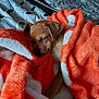 Legend is registered to the contest to win money with this photo: puppy, dog, sleeping, blanket, orange_blanket, cozy, bed, indoor, cute, animal, fur, pet, snuggled, resting, soft, warm, peaceful, small_dog, relaxation, domestic_animal
