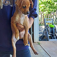 Legend joined the competition — help win amazing prizes! puppy, dog, brown_dog, white_markings, person, hoodie, hand, outdoor, garden, greenery, sunlight, hose_reel, curious, pet, young_dog, casual_clothing, concrete_floor, fence, holding, animal