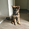 Bagherra participe au concours pour gagner de l'argent avec cette photo : puppy, dog, german_shepherd, indoor, floor, wooden_floor, wall, corner, ears, fur, pet, animal, young_dog, sitting, adorable, natural_light, brown_fur, black_fur, quiet, home