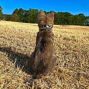 Bagherra participe au concours pour gagner de l'argent avec cette photo : dog, field, grass, blue_sky, trees, outdoor, collar, animal, nature, sunlight, back_view, fur, pet, canine, rural, daytime, watching, sitting, landscape, peaceful