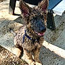 Bagherra a rejoint le concours — aidez-le/la à gagner de superbes lots ! dog, puppy, german_shepherd, muddy, outdoor, sunlight, concrete, picnic_table, playful, happy, pet, animal, ears, collar, sitting, nature, young, fur, tongue, eyes