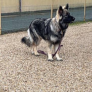 Achka a rejoint le concours — aidez-le/la à gagner de superbes lots ! dog, german_shepherd, leash, gravel, outdoor, fence, building, pet, animal, canine, standing, alert, fur, ears, tail, side_view, daylight, walking_area, quiet, urban