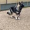 dog, german_shepherd, leash, gravel, outdoor, fence, building, pet, animal, canine, standing, alert, fur, ears, tail, side_view, daylight, walking_area, quiet, urban