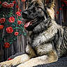 dog, german_shepherd, pet, animal, fur, tongue, ears, flowers, roses, leaves, wooden_background, portrait, laying_down, happy, closeup, nature, outdoor, canine, muzzle, paw