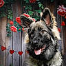 dog, german_shepherd, portrait, flower, rose, heart, garland, wooden_background, pet, animal, ears, tongue, fur, cute, happy, outdoor_style, decoration, nature, love, valentine