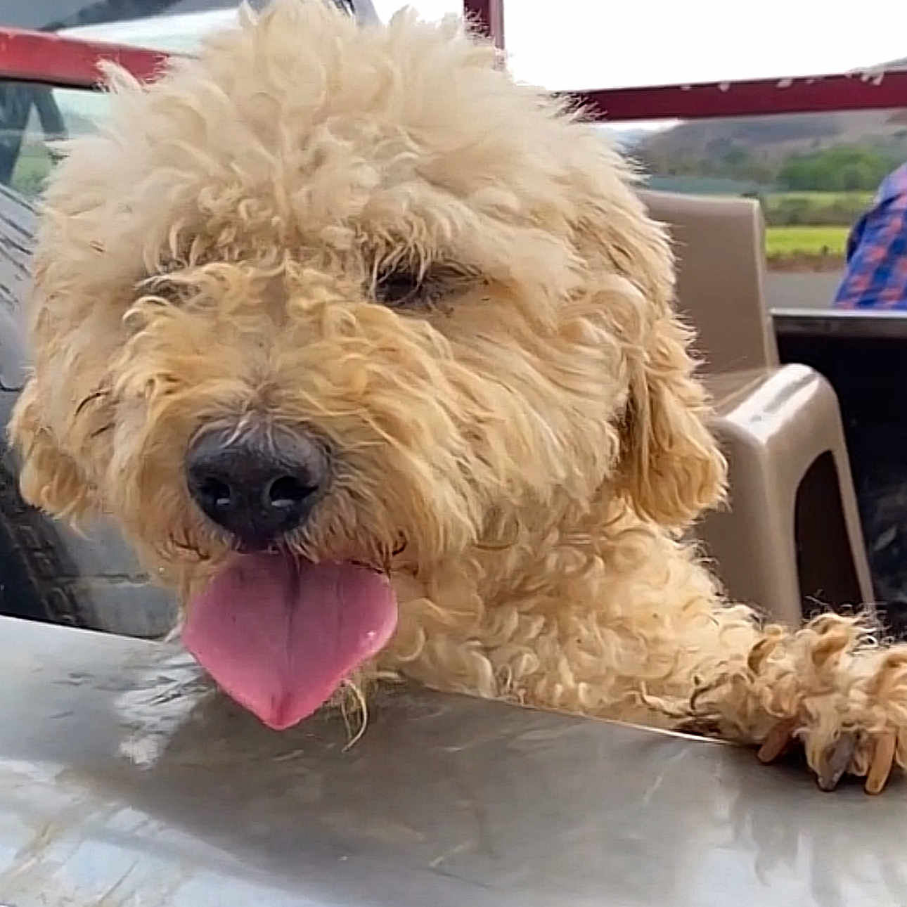 Bambi is registered to the contest to win money with this photo: dog, golden_dog, curly_fur, fluffy, tongue_out, black_nose, pet, portrait, close_up, sitting, paws, outdoor, boat, table, countryside, landscape, greenery, happy, playful, animal