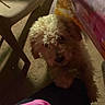Bambi is registered to the contest to win money with this photo: dog, puppy, curly_fur, small_dog, brown_dog, fluffy, pet, animal, indoors, floor, chair, bed, blanket, pink_blanket, home, portrait, looking_up, dark_lighting, cozy, photograph
