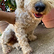 Bambi is registered to the contest to win money with this photo: dog, curly_fur, white_fur, cream_fur, close_up, snoot, open_mouth, happy, pet, animal, outdoor, patio, concrete, potted_plant, terracotta_pot, greenery, portrait, playful, sitting, camera_selfie
