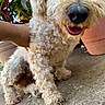 dog, curly_fur, white_fur, cream_fur, close_up, snoot, open_mouth, happy, pet, animal, outdoor, patio, concrete, potted_plant, terracotta_pot, greenery, portrait, playful, sitting, camera_selfie