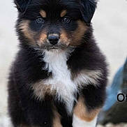 Blaky participe au concours pour gagner de l'argent avec cette photo : adorable, animal, cute, dog, eyes, fluffy, front_view, fur, mammal, nature, nose, outdoor, paws, pet, portrait, puppy, small, standing, tricolor, young