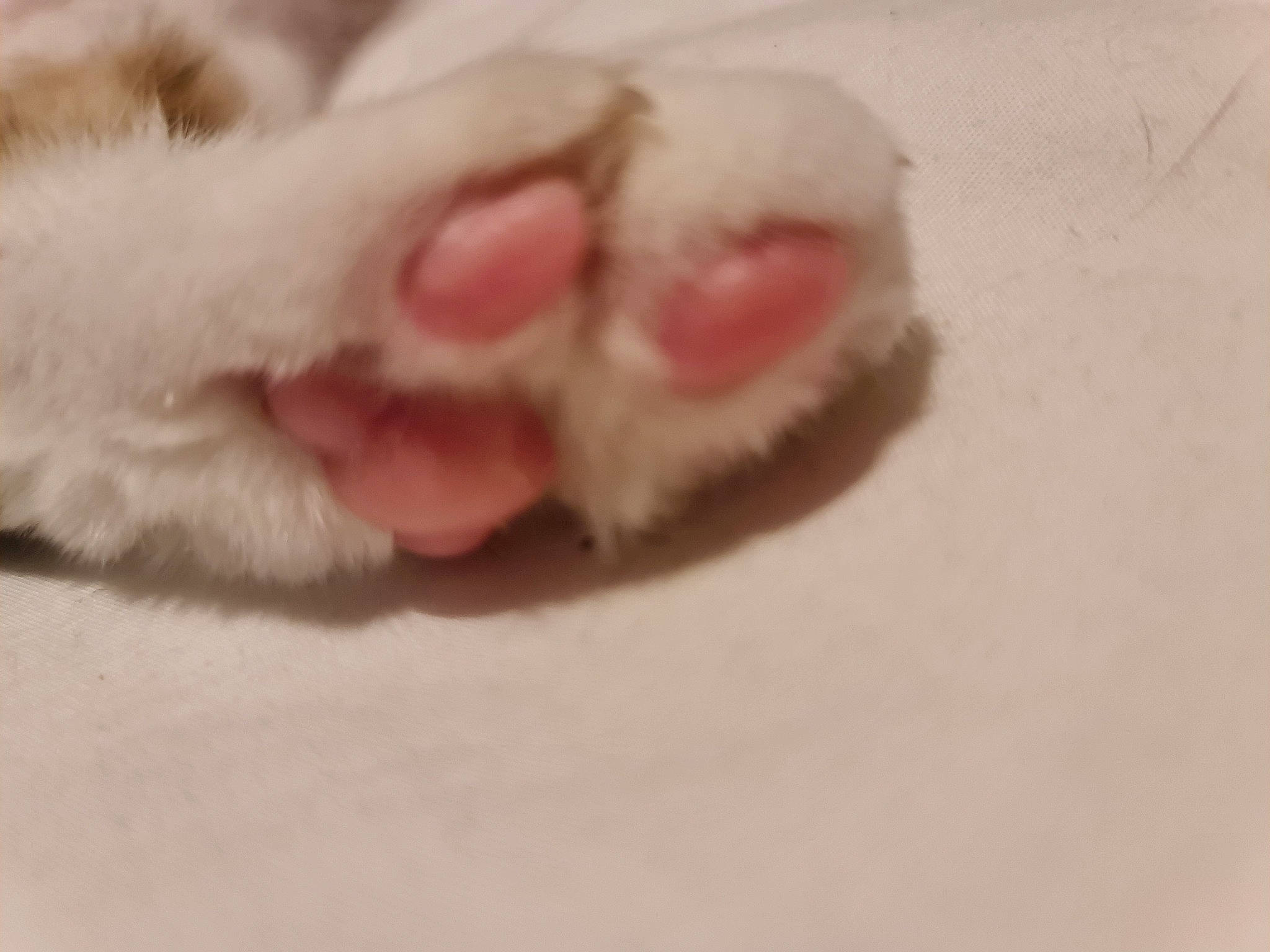 Little Geoff is registered to the contest to win money with this photo: carmine, carnivore, cat, claw, comfort, dog_breed, felidae, foot, fur, paw, small_to_medium_sized_cats, snout, tail, terrestrial_animal, toe, whiskers