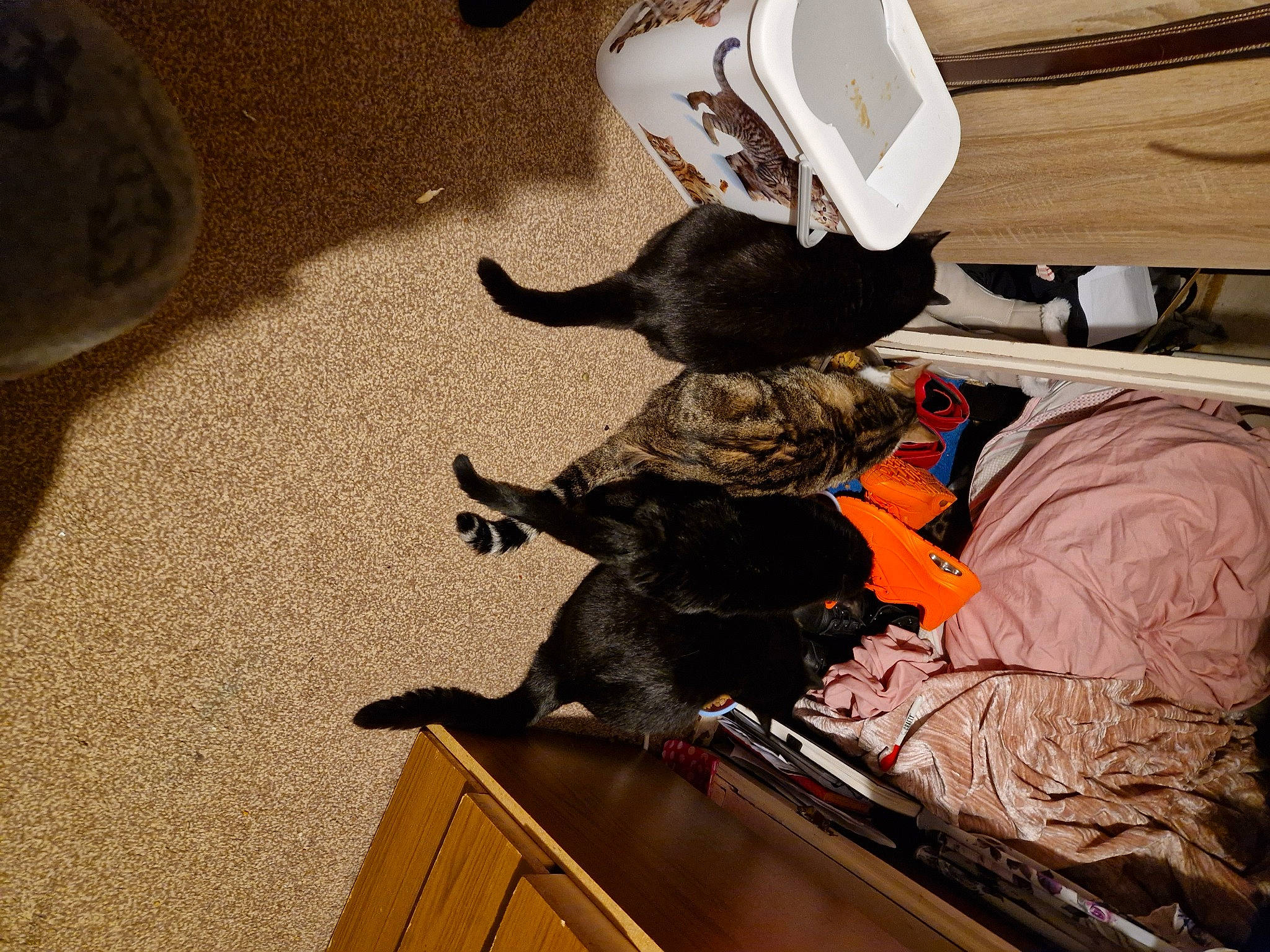 Little Geoff joined the competition — help win amazing prizes! black_cat, cabinetry, comfort, companion_dog, dog_breed, domestic_short_haired_cat, felidae, flooring, fur, guard_dog, hardwood, hat, room, shoe, small_to_medium_sized_cats, sporting_group, tail, whiskers, wood