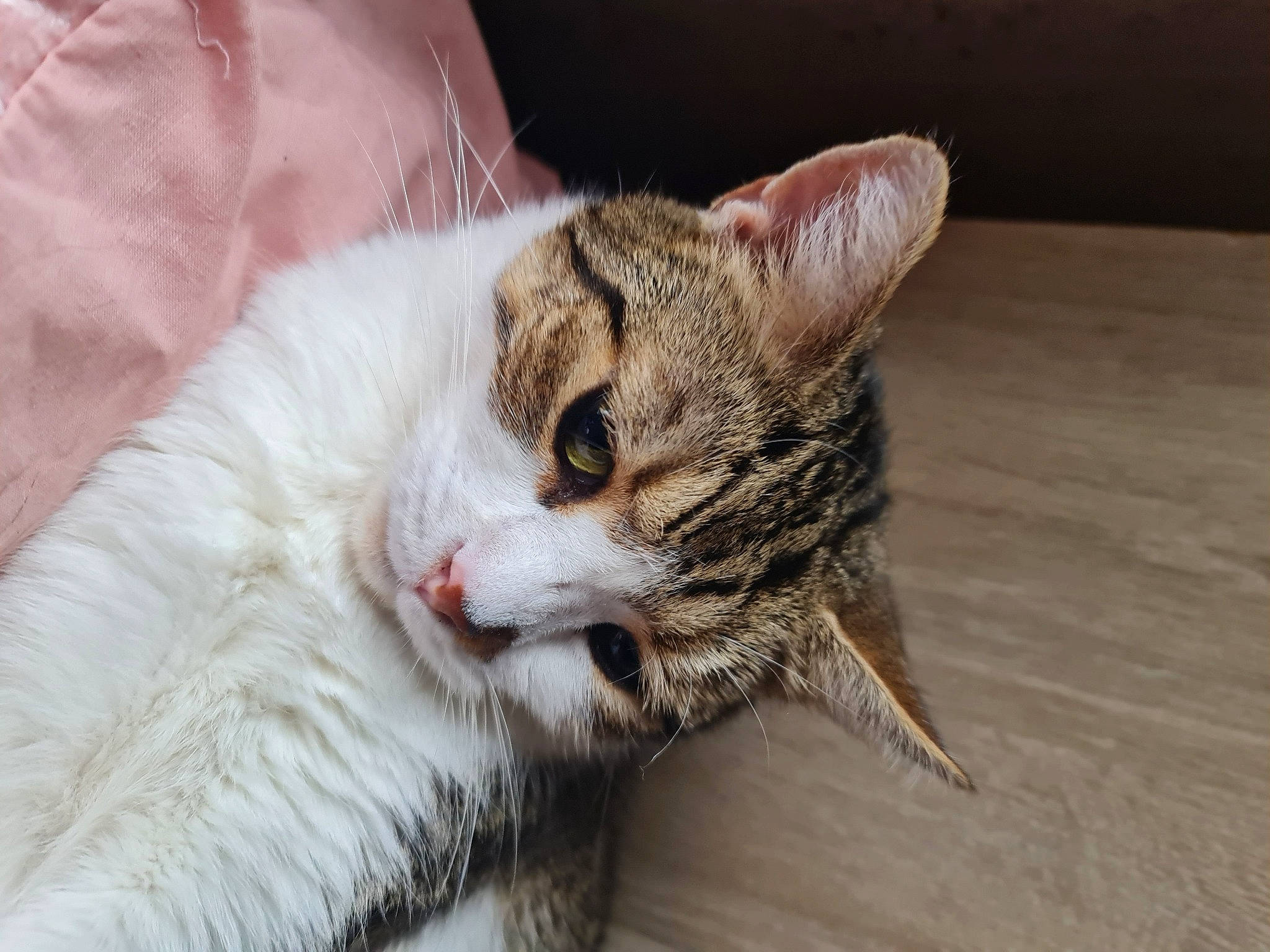 Little Geoff joined the competition — help win amazing prizes! carnivore, cat, claw, domestic_short_haired_cat, fang, fawn, felidae, fur, hardwood, paw, small_to_medium_sized_cats, snout, tail, terrestrial_animal, whiskers, wildlife, wood