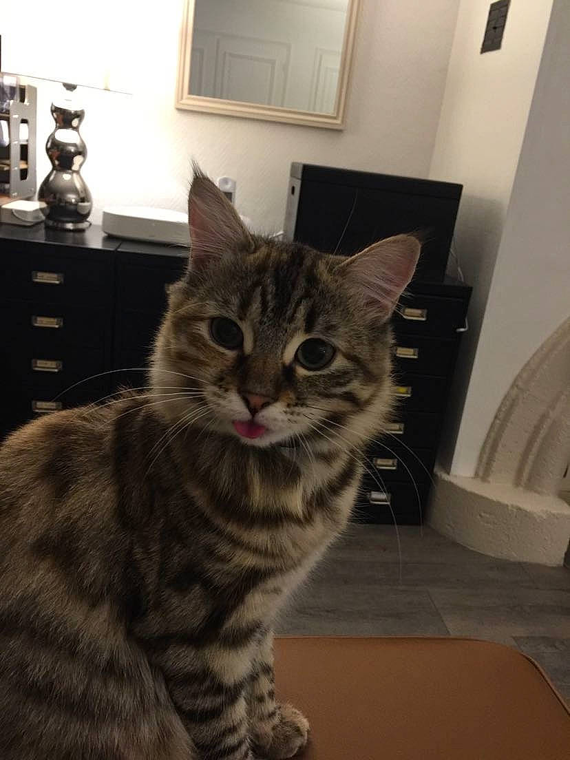 Canelle participe au concours pour gagner de l'argent avec cette photo : cabinetry, carnivore, cat, chest_of_drawers, domestic_short_haired_cat, drawer, felidae, flooring, fur, hardwood, room, sitting, small_to_medium_sized_cats, snout, tail, terrestrial_animal, whiskers, wood