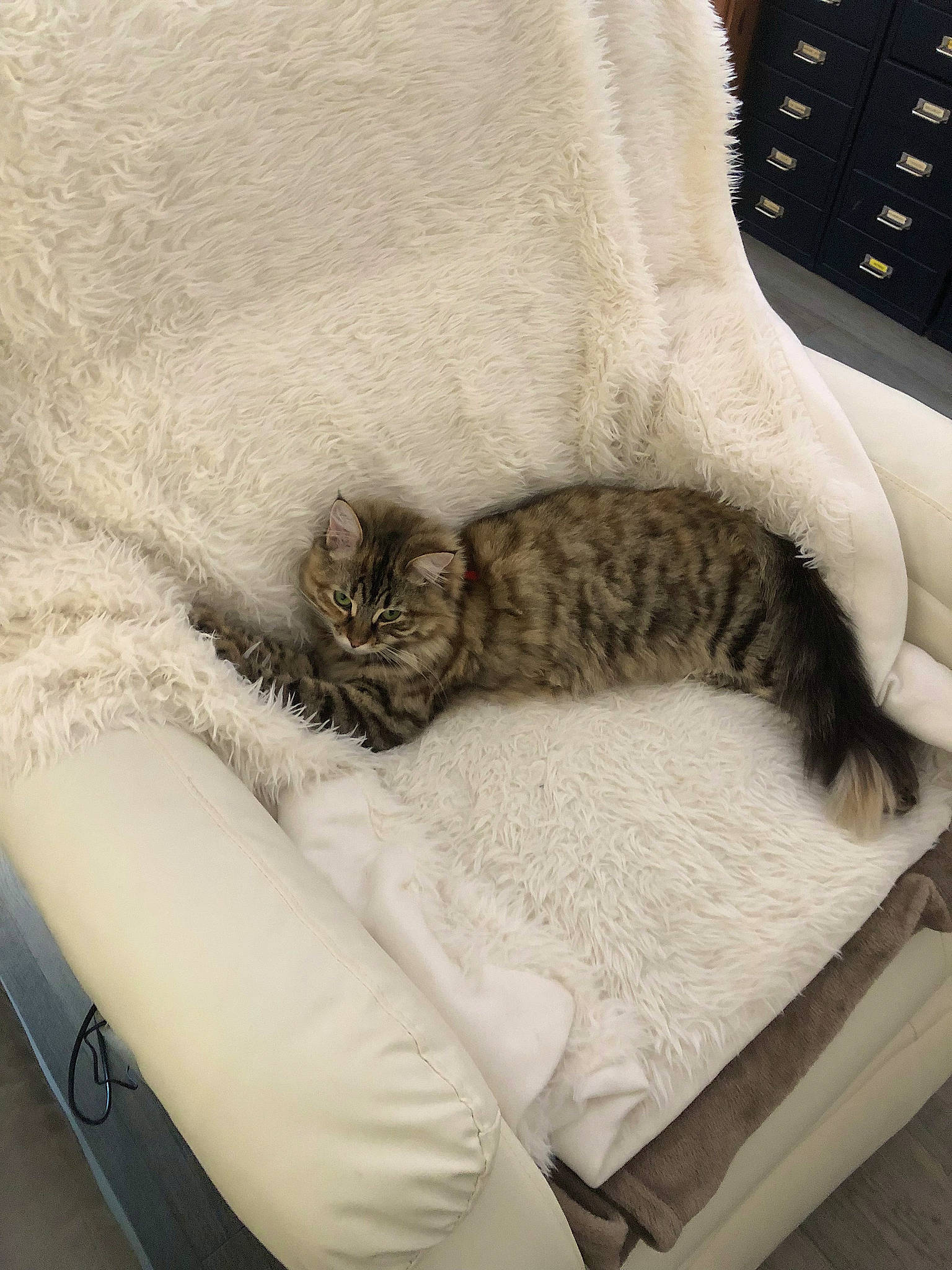 Canelle participe au concours pour gagner de l'argent avec cette photo : bedding, carnivore, cat, cat_bed, claw, comfort, couch, domestic_short_haired_cat, felidae, fur, grey, linens, nap, paw, sleep, small_to_medium_sized_cats, snout, tail, whiskers, wood