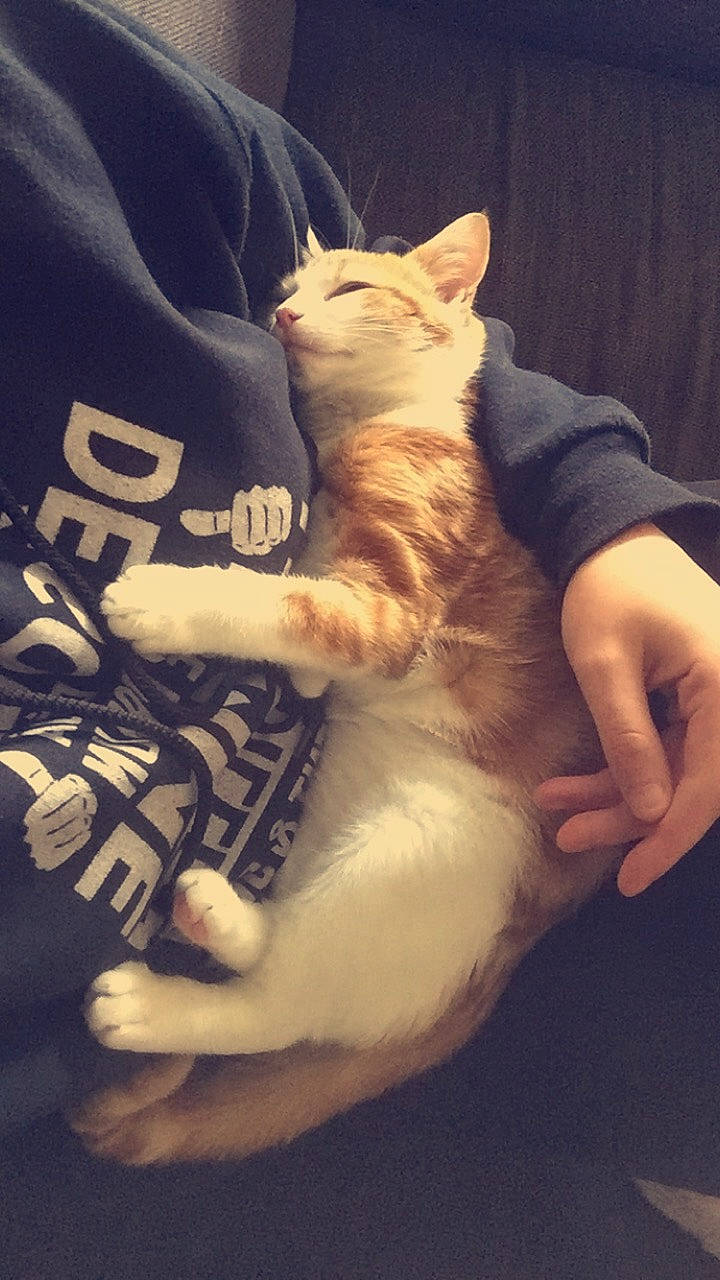 Pablo a rejoint le concours — aidez-le/la à gagner de superbes lots ! arm, asian, carnivore, cat, claw, domestic_short_haired_cat, ear, european_shorthair, fawn, felidae, fur, gesture, hand, kitten, leg, paw, polydactyl_cat, small_to_medium_sized_cats, tail, whiskers