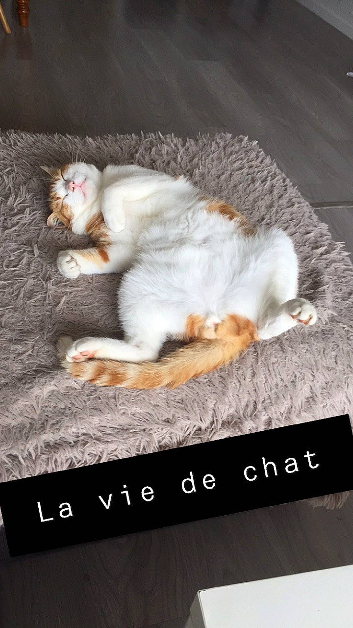 Pablo participe au concours pour gagner de l'argent avec cette photo : aegean_cat, asian, burmilla, carnivore, cat, domestic_short_haired_cat, european_shorthair, felidae, fur, kitten, nap, paw, photo_caption, polydactyl_cat, singapura, sleep, small_to_medium_sized_cats, tail, whiskers