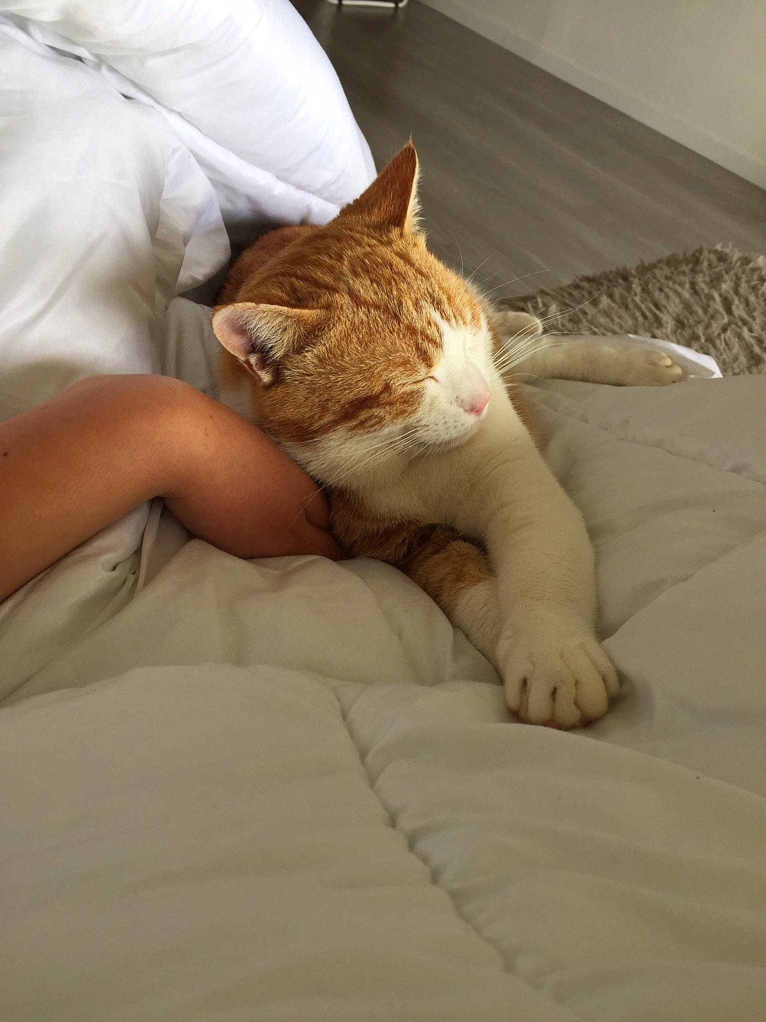 Pablo participe au concours pour gagner de l'argent avec cette photo : aegean_cat, carnivore, cat, comfort, domestic_short_haired_cat, ear, european_shorthair, fawn, felidae, fur, kitten, leg, nap, sand, skin, sleep, small_to_medium_sized_cats, tabby_cat, tail, whiskers