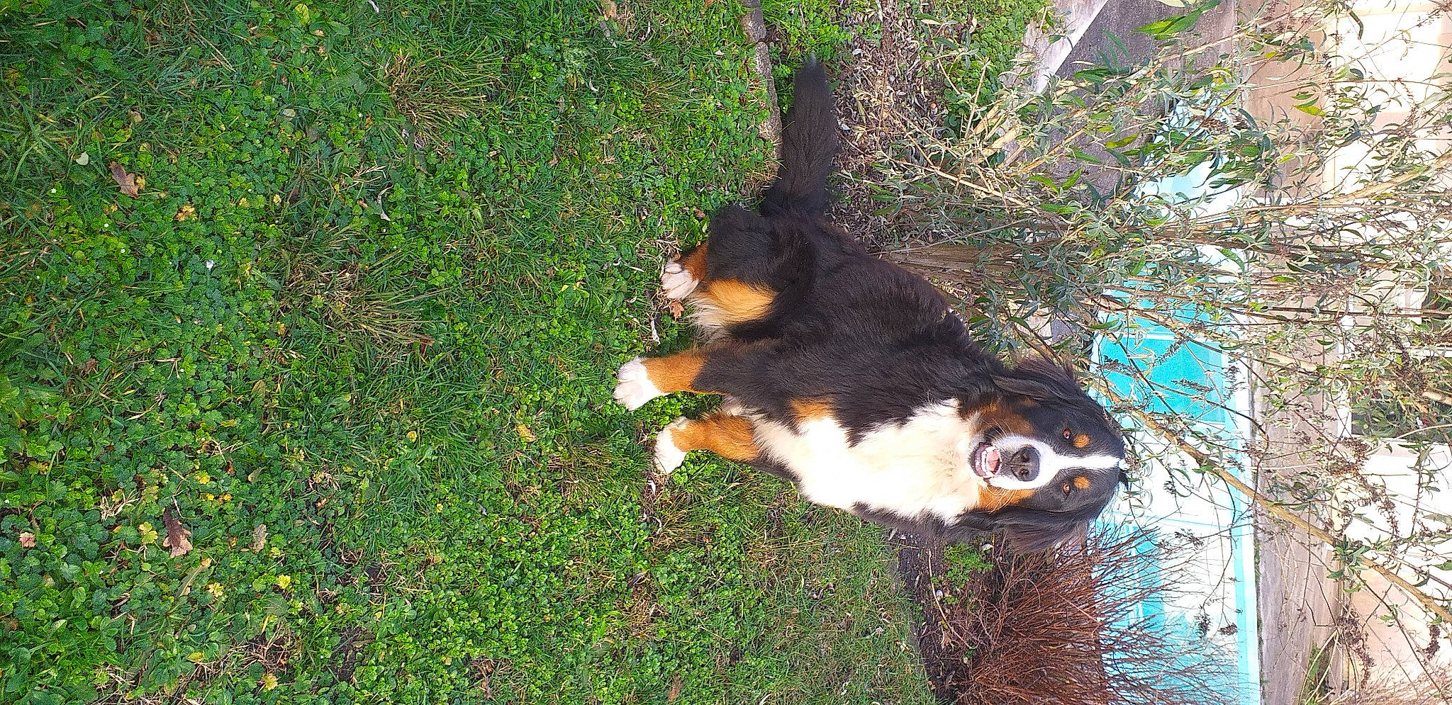 Skyla participe au concours pour gagner de l'argent avec cette photo : bernese_mountain_dog, companion_dog, dog, dog_breed, fawn, fur, grass, groundcover, natural_landscape, pasture, people_in_nature, plant, tail, terrestrial_animal, tree, trunk, twig, wildlife, wood, working_animal