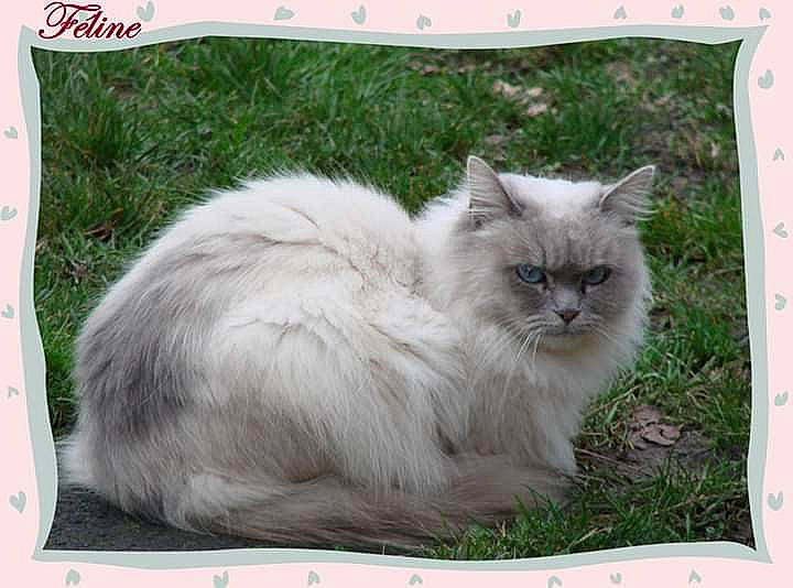 Féline a rejoint le concours — aidez-le/la à gagner de superbes lots ! british_longhair, carnivore, cat, felidae, fur, grass, paw, ragdoll, small_to_medium_sized_cats, tail, terrestrial_animal, whiskers