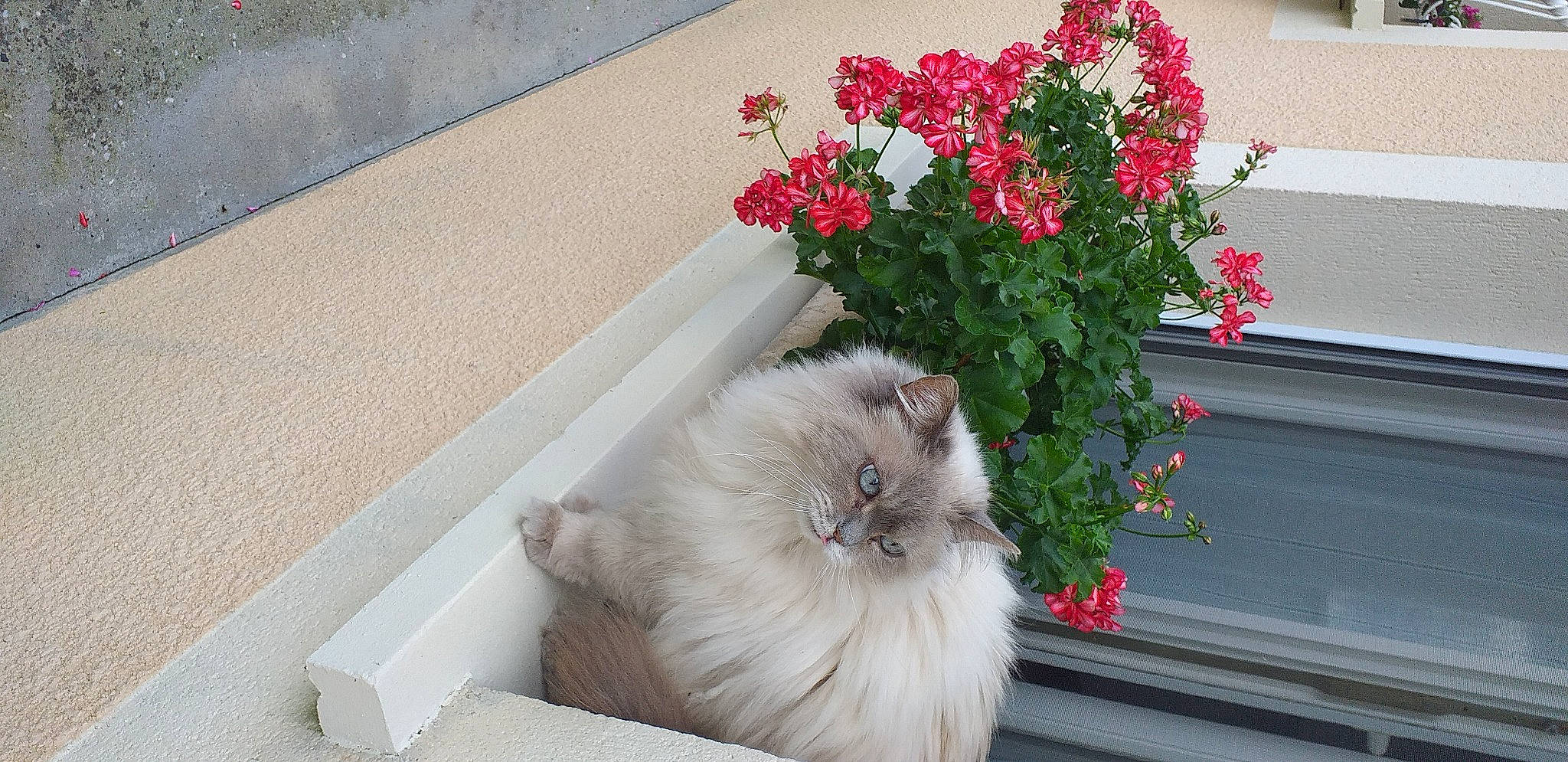 Féline participe au concours pour gagner de l'argent avec cette photo : annual_plant, carnivore, cat, cut_flowers, fawn, felidae, flooring, floral_design, flower, flower_arranging, flowering_plant, flowerpot, fur, herbaceous_plant, houseplant, petal, plant, rose_family, small_to_medium_sized_cats, whiskers