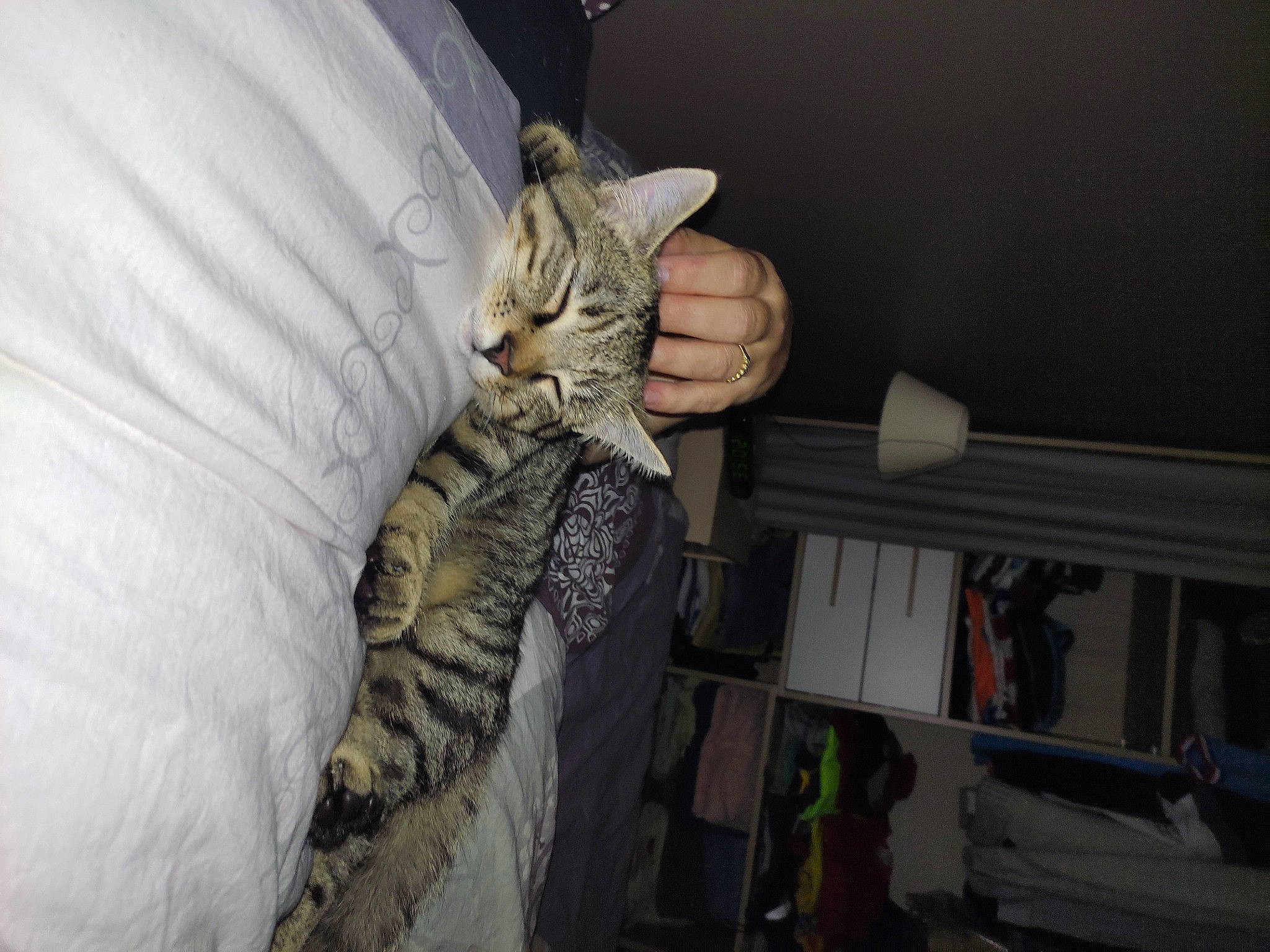 Nickky a rejoint le concours — aidez-le/la à gagner de superbes lots ! carnivore, cat, ceiling, comfort, domestic_short_haired_cat, felidae, fur, gesture, linens, room, small_to_medium_sized_cats, textile, whiskers, wood