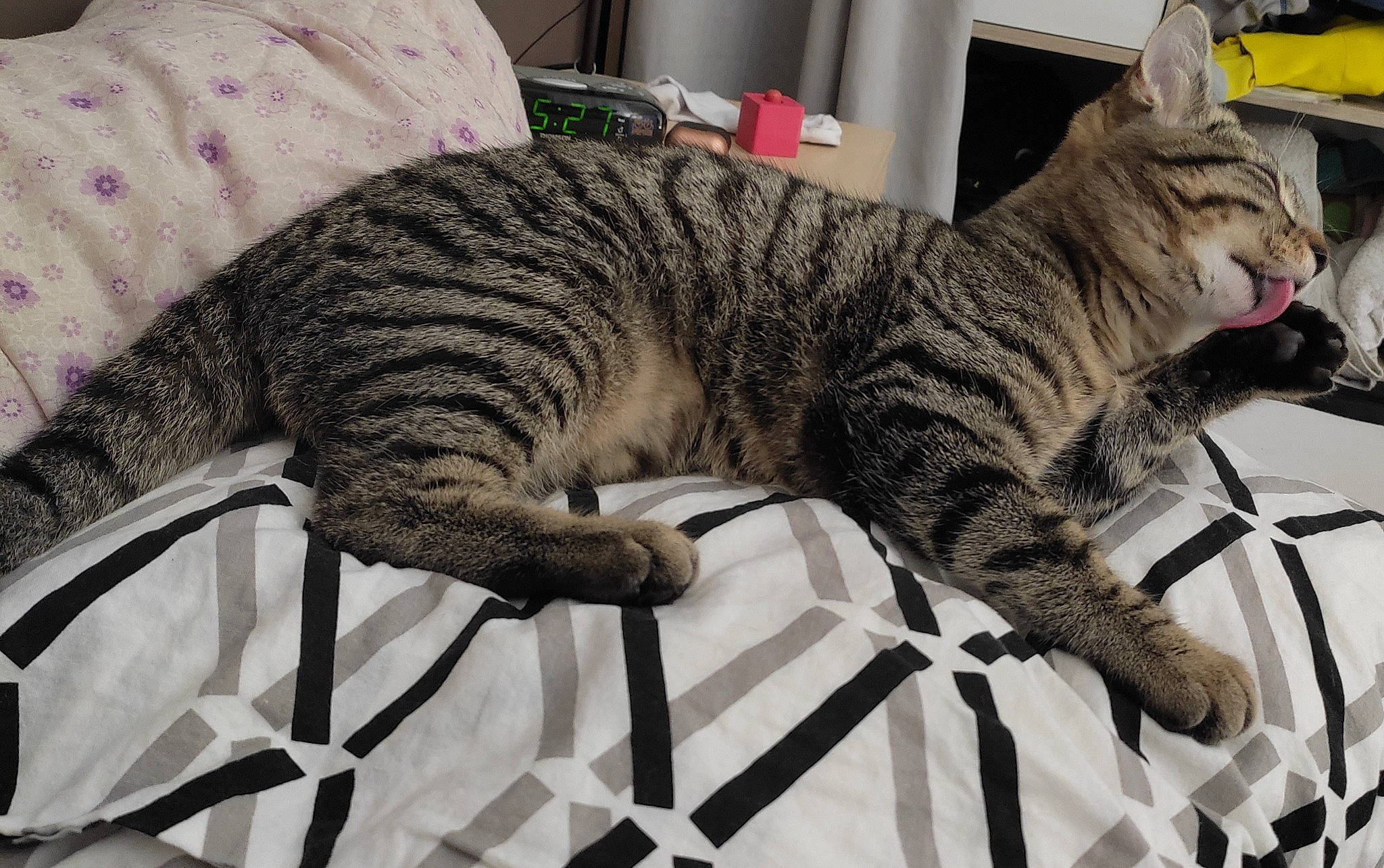 Nickky a rejoint le concours — aidez-le/la à gagner de superbes lots ! carnivore, cat, claw, comfort, domestic_short_haired_cat, felidae, fur, grey, linens, nap, pattern, paw, small_to_medium_sized_cats, snout, tail, whiskers
