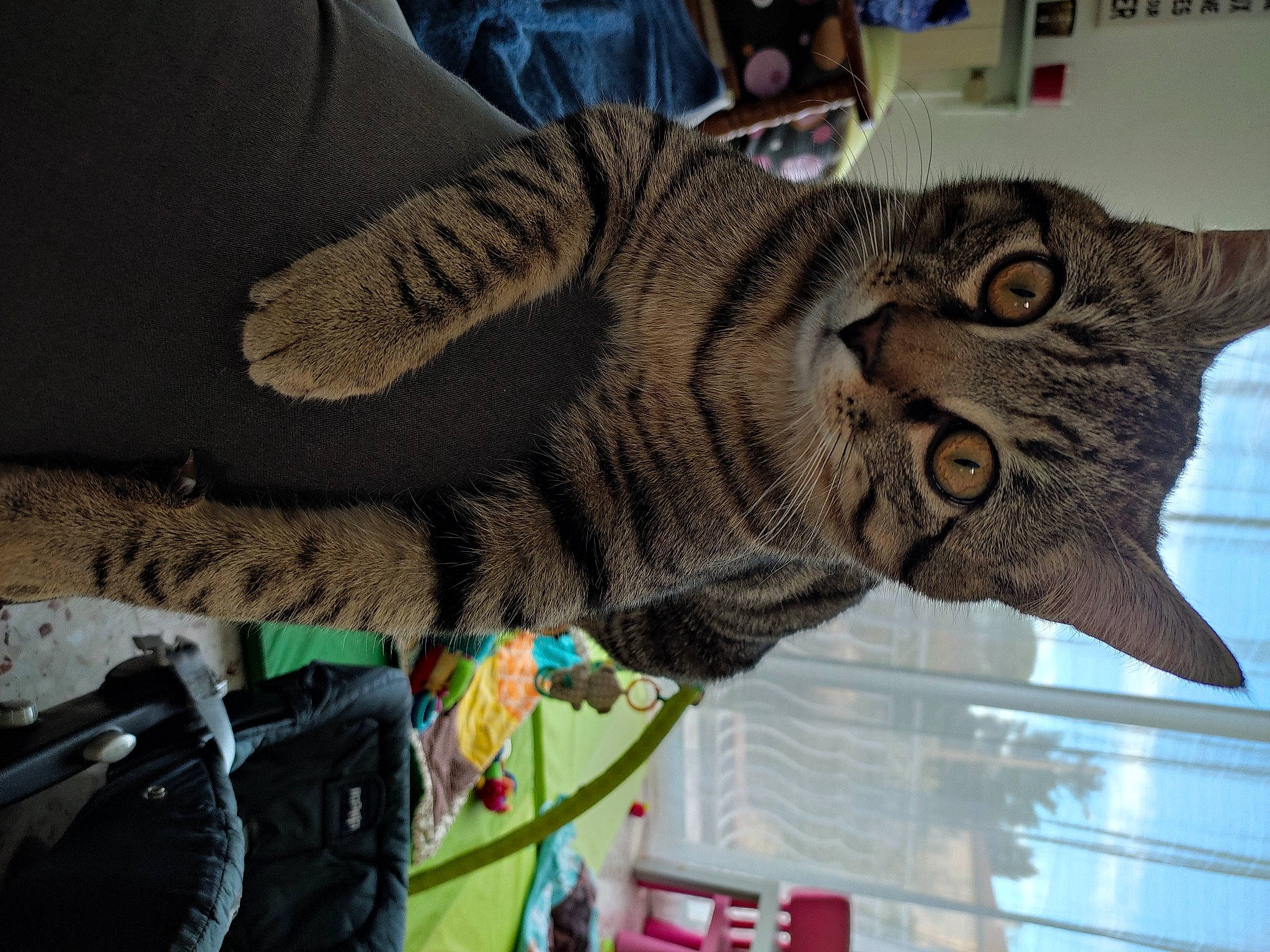 Nickky participe au concours pour gagner de l'argent avec cette photo : art, backpack, carnivore, cat, claw, domestic_short_haired_cat, felidae, fur, military_camouflage, pattern, paw, room, small_to_medium_sized_cats, snout, tail, thread, visual_arts, whiskers, window, wool