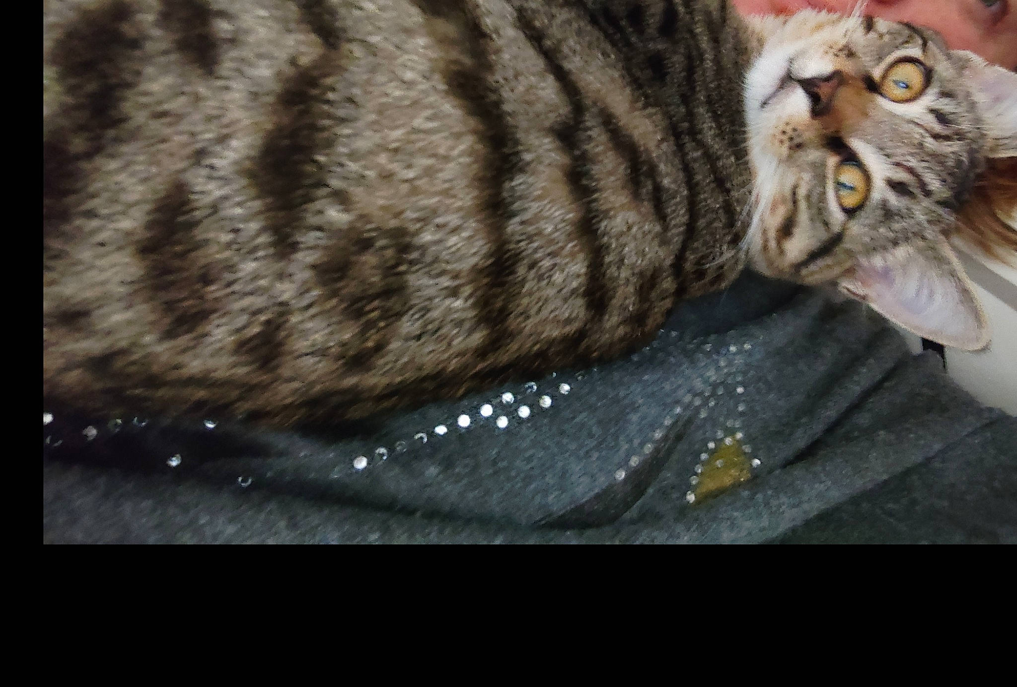 Nickky participe au concours pour gagner de l'argent avec cette photo : carnivore, cat, claw, comfort, darkness, domestic_short_haired_cat, felidae, fur, organism, paw, small_to_medium_sized_cats, snout, tail, terrestrial_animal, whiskers, wildlife