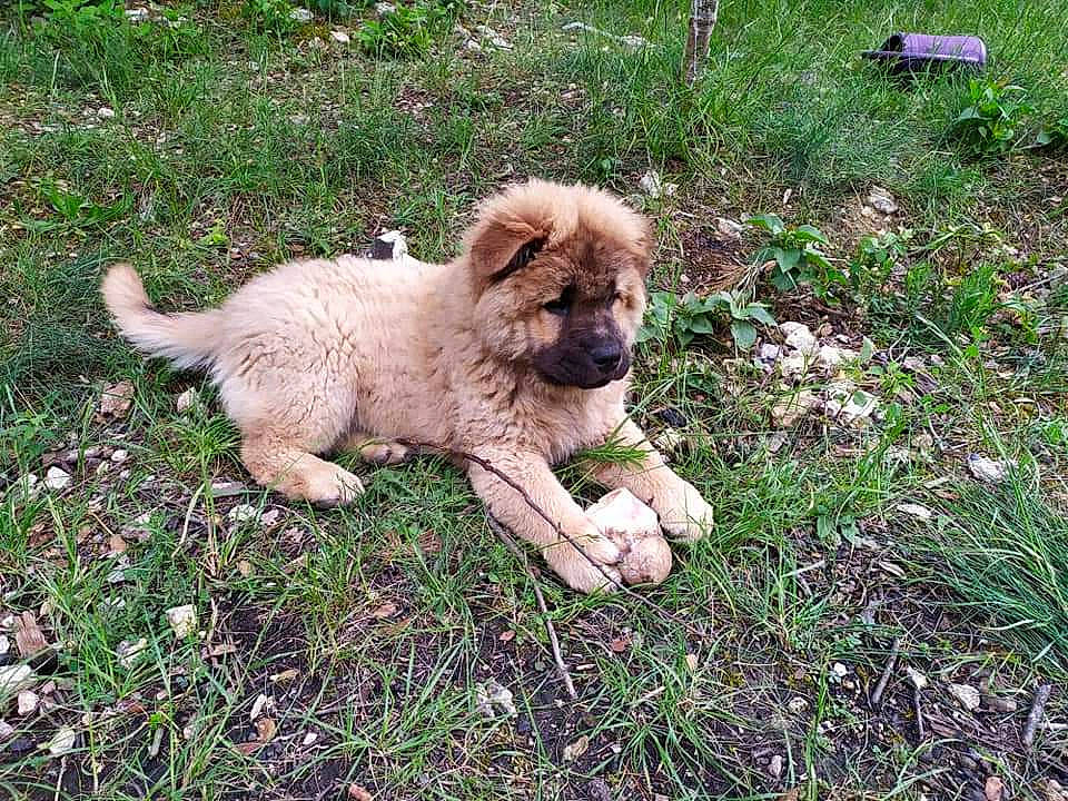 Roucky a rejoint le concours — aidez-le/la à gagner de superbes lots ! ancient_dog_breeds, canidae, carnivore, companion_dog, dog, dog_breed, fawn, fur, grass, liver, paw, plant, puppy, snout, sporting_group, tail, terrestrial_animal, toy_dog, wildlife, working_animal