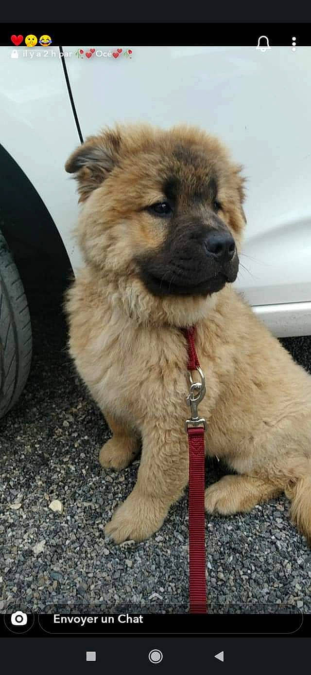 Roucky participe au concours pour gagner de l'argent avec cette photo : automotive_tire, canidae, carnivore, collar, companion_dog, dog, dog_breed, fawn, fender, fur, pet_supply, snout, sporting_group, synthetic_rubber, terrestrial_animal, tire, tire_care, tread, wheel, working_animal