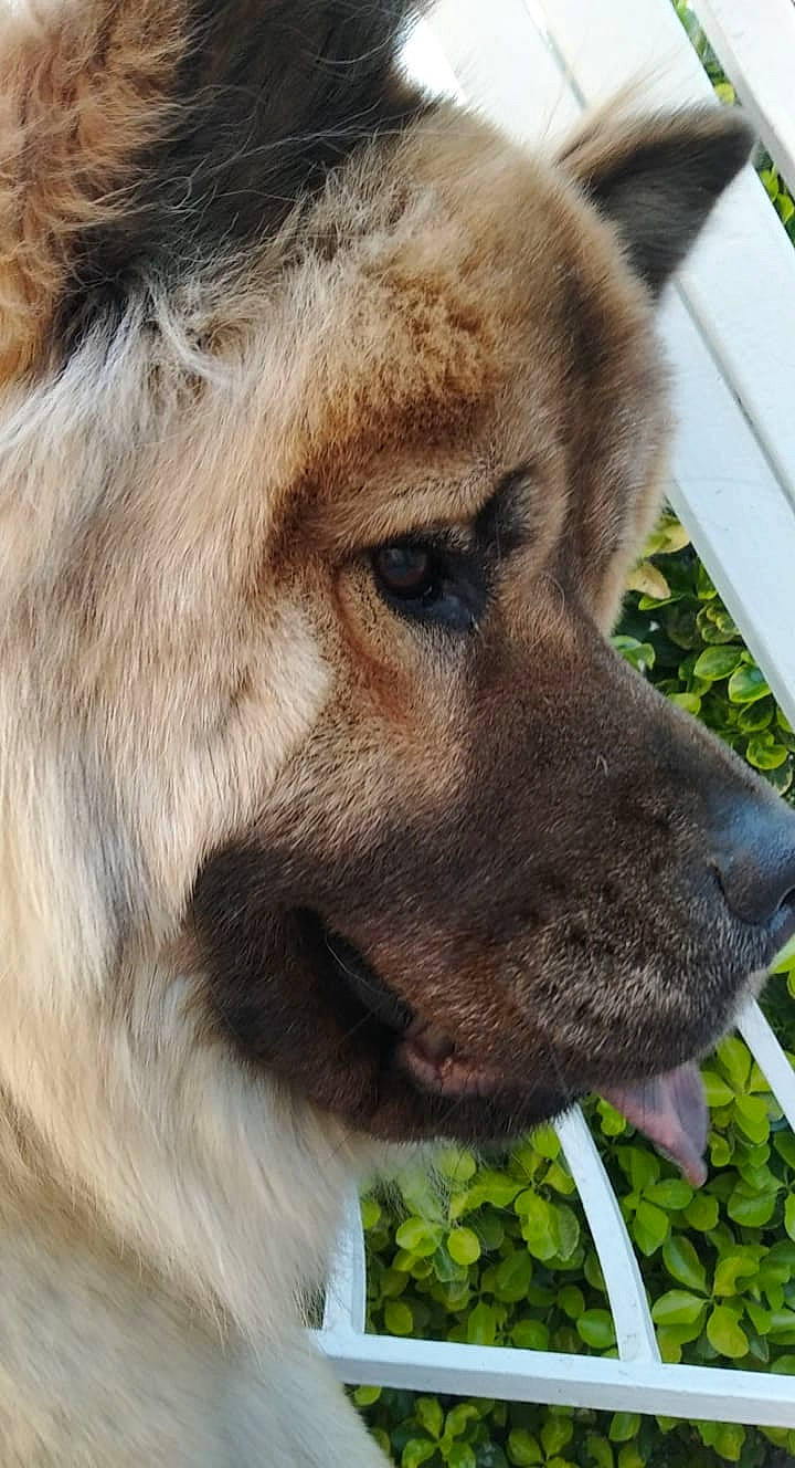 Roucky participe au concours pour gagner de l'argent avec cette photo : carnivore, citrus, companion_dog, dog, dog_breed, fawn, fur, grape, grass, key_lime, kitchen_utensil, leaf_vegetable, lime, natural_foods, snout, terrestrial_animal, whiskers, wildlife, wolf, working_animal