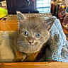 blurred_background, can, cardboard_box, cat, curious, cute, domestic_animal, feline, gray_fur, indoor, kitten, laptop, pet, small, soft_texture, table, towel, whiskers, wide_eyes, young