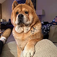 Stetson is registered to the contest to win money with this photo: blanket, canine, couch, cozy, dog, ear, expression, fur, furniture, home, indoors, living_room, nose, paw, person, pet, recliner, relaxing, slipper, snout