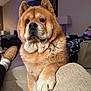 blanket, canine, couch, cozy, dog, ear, expression, fur, furniture, home, indoors, living_room, nose, paw, person, pet, recliner, relaxing, slipper, snout