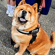 Stetson David is registered to the contest to win money with this photo: dog, pet, leash, harness, fluffy, tongue_out, happy, sitting, outdoor, gravel, canine, close_up, fur, animal, paw, tail, companion, friendly, mammal, walking